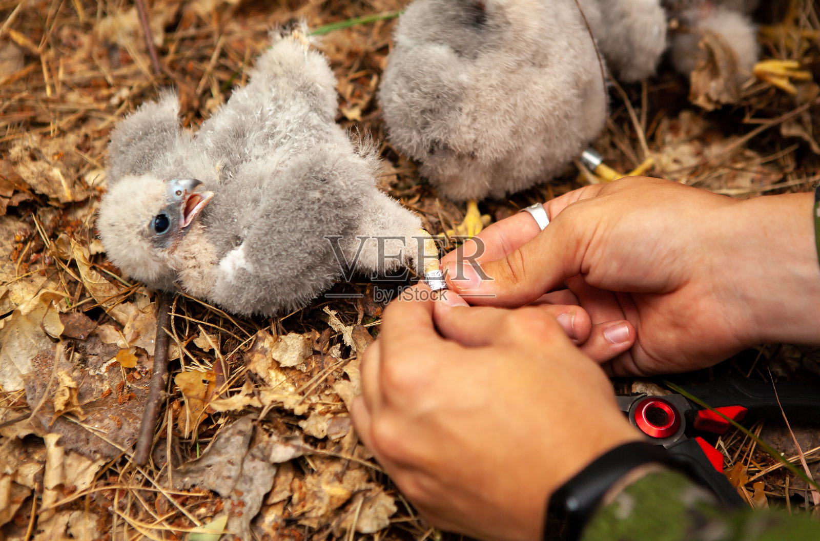 在白俄罗斯北部，一项对猛禽数量的研究中，一群长着绒毛的秃鹰雏鸟在鸣叫。照片摄影图片