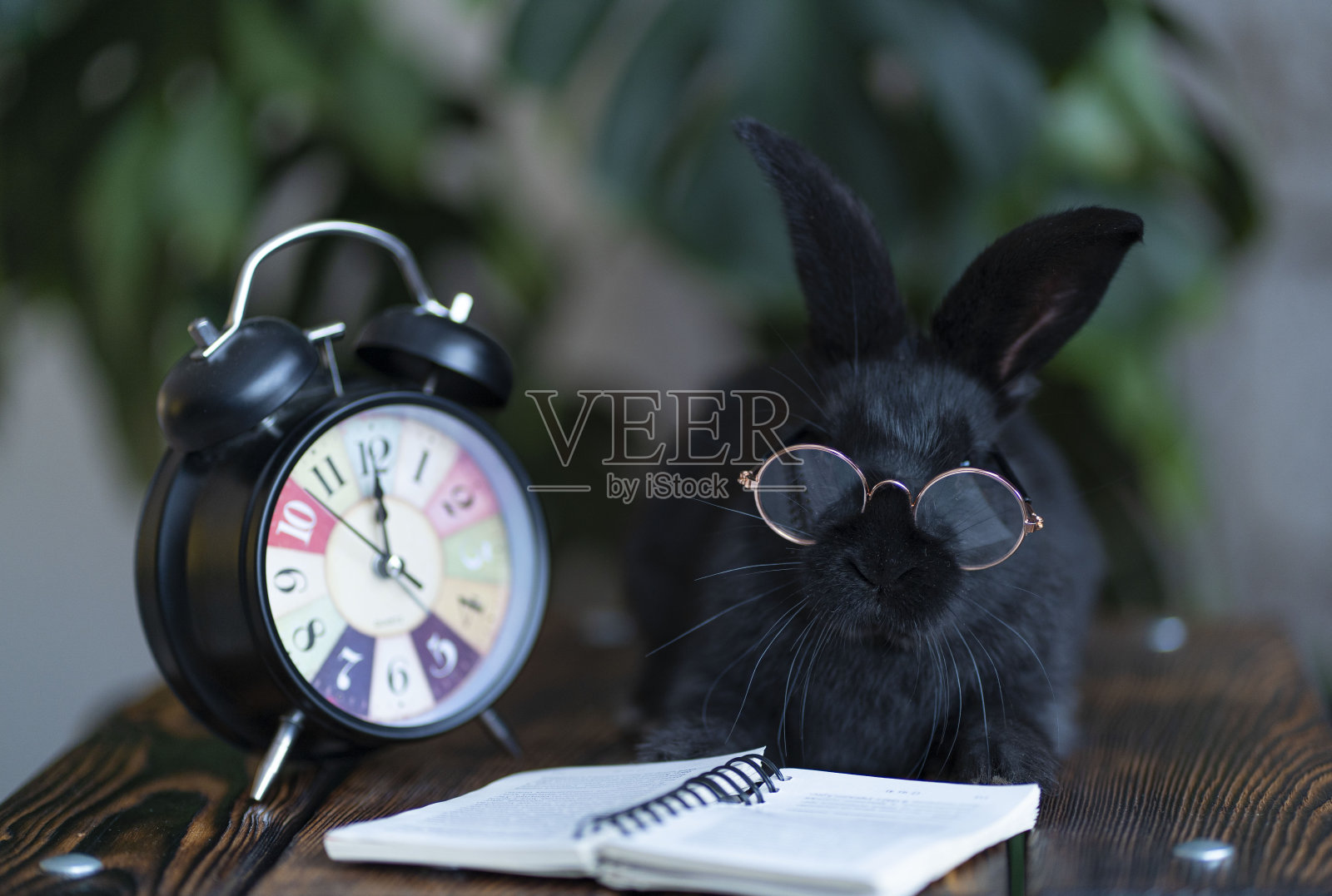 一只戴着眼镜的黑兔子，还有一本书和一个钟。背景是一个绿色的植物怪物照片摄影图片