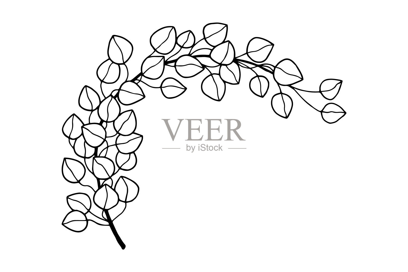 桉树分支。矢量库存插图eps10。孤立在白色背景，轮廓，手绘。插画图片素材