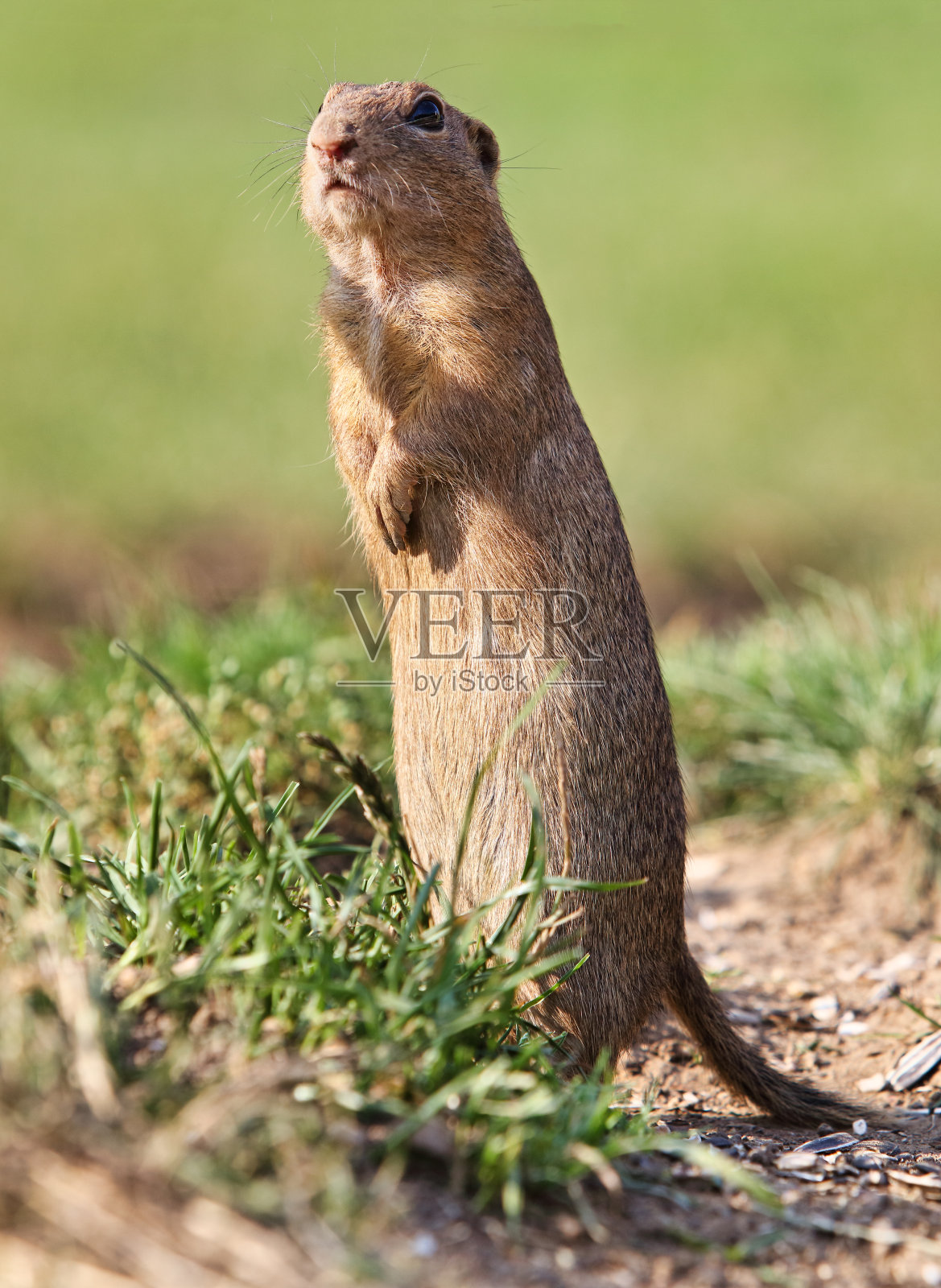 地松鼠欧洲，好奇地栖息在草丛中照片摄影图片