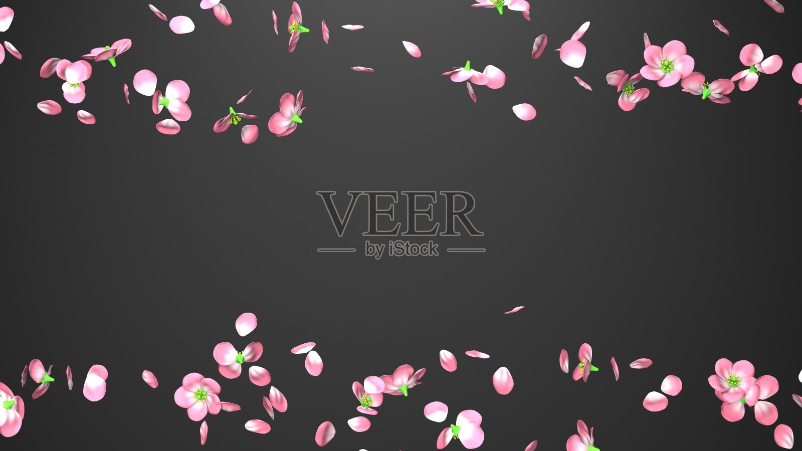 樱花在黑色复制空间。照片摄影图片