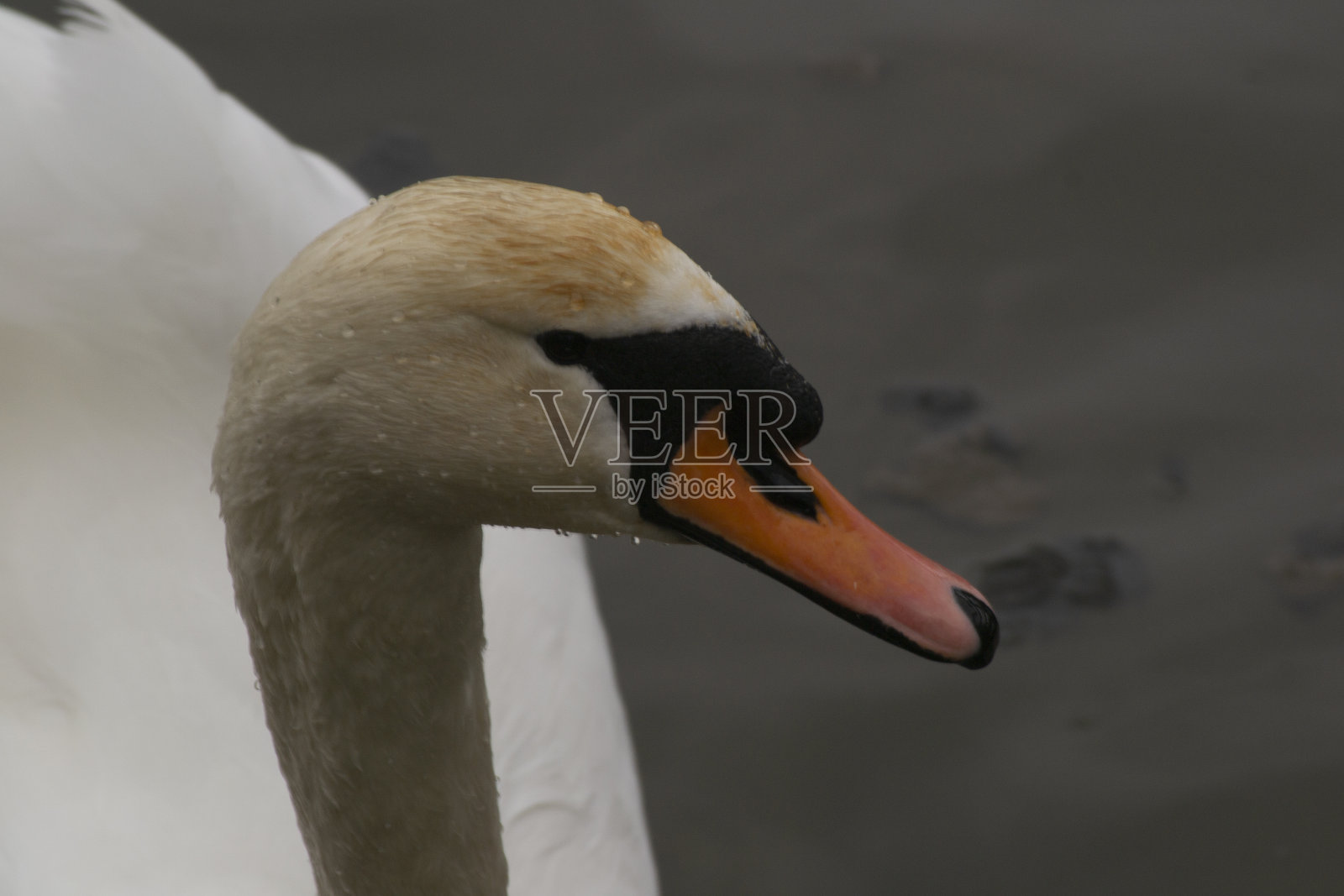 天鹅照片摄影图片