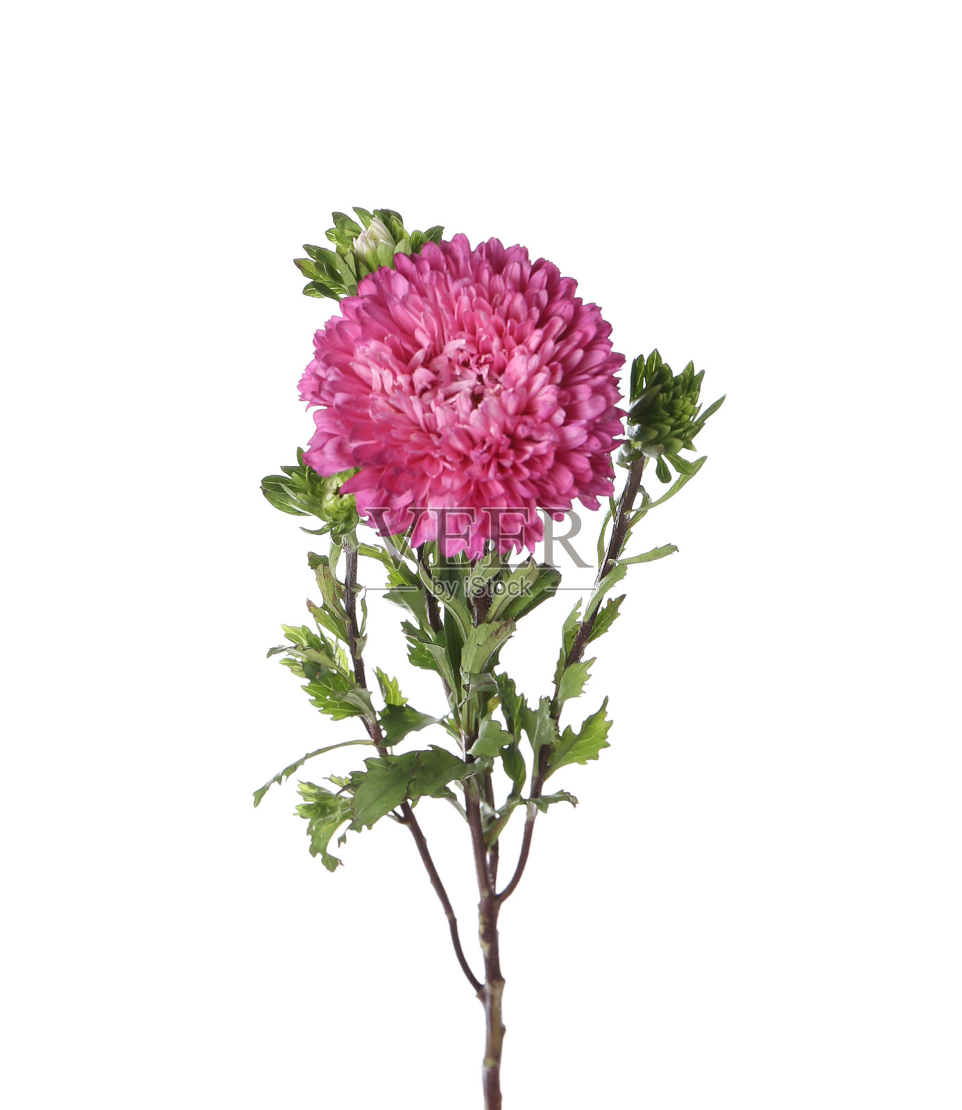 美丽的粉红色紫苑花孤立在白色照片摄影图片