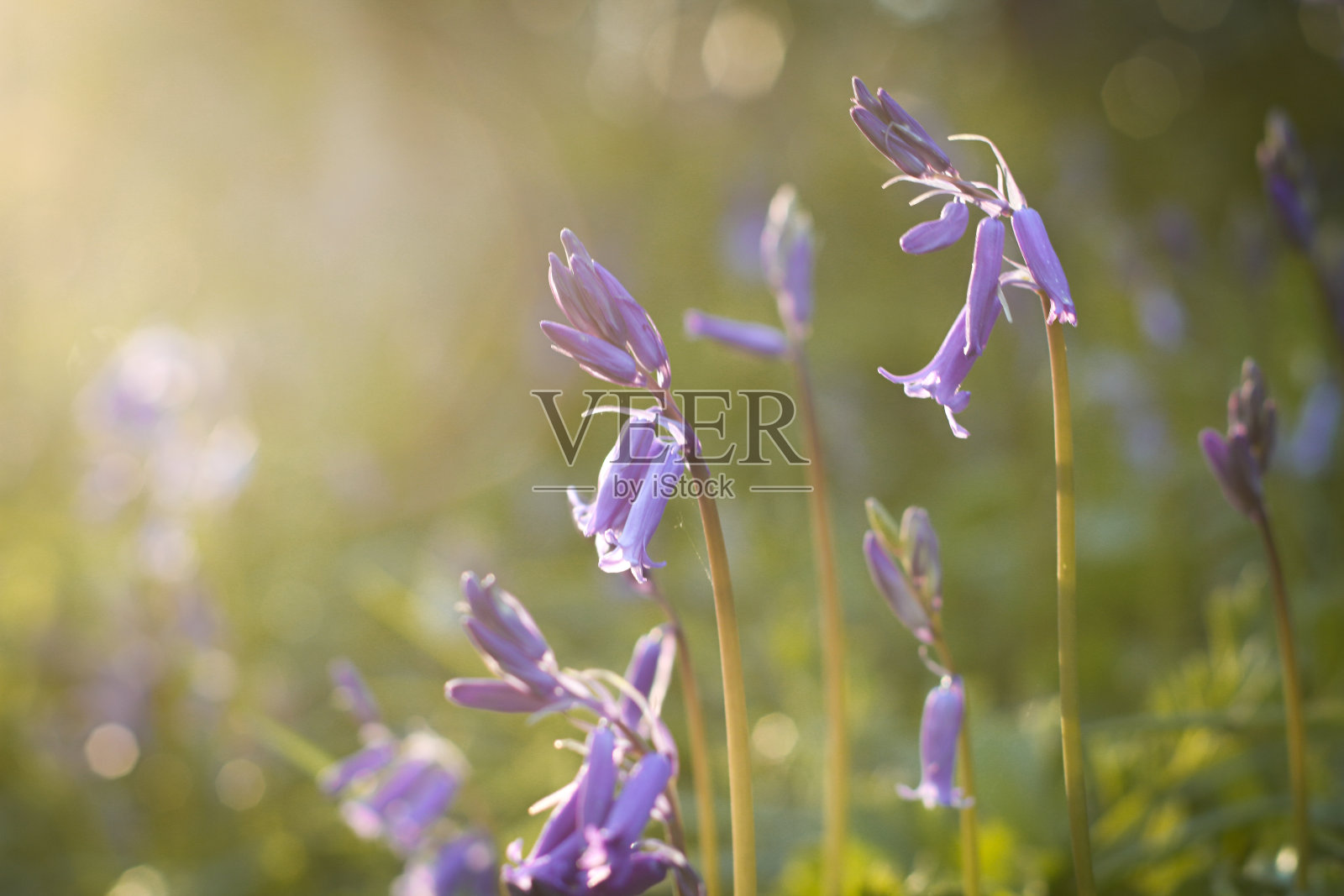 蓝铃花照片摄影图片