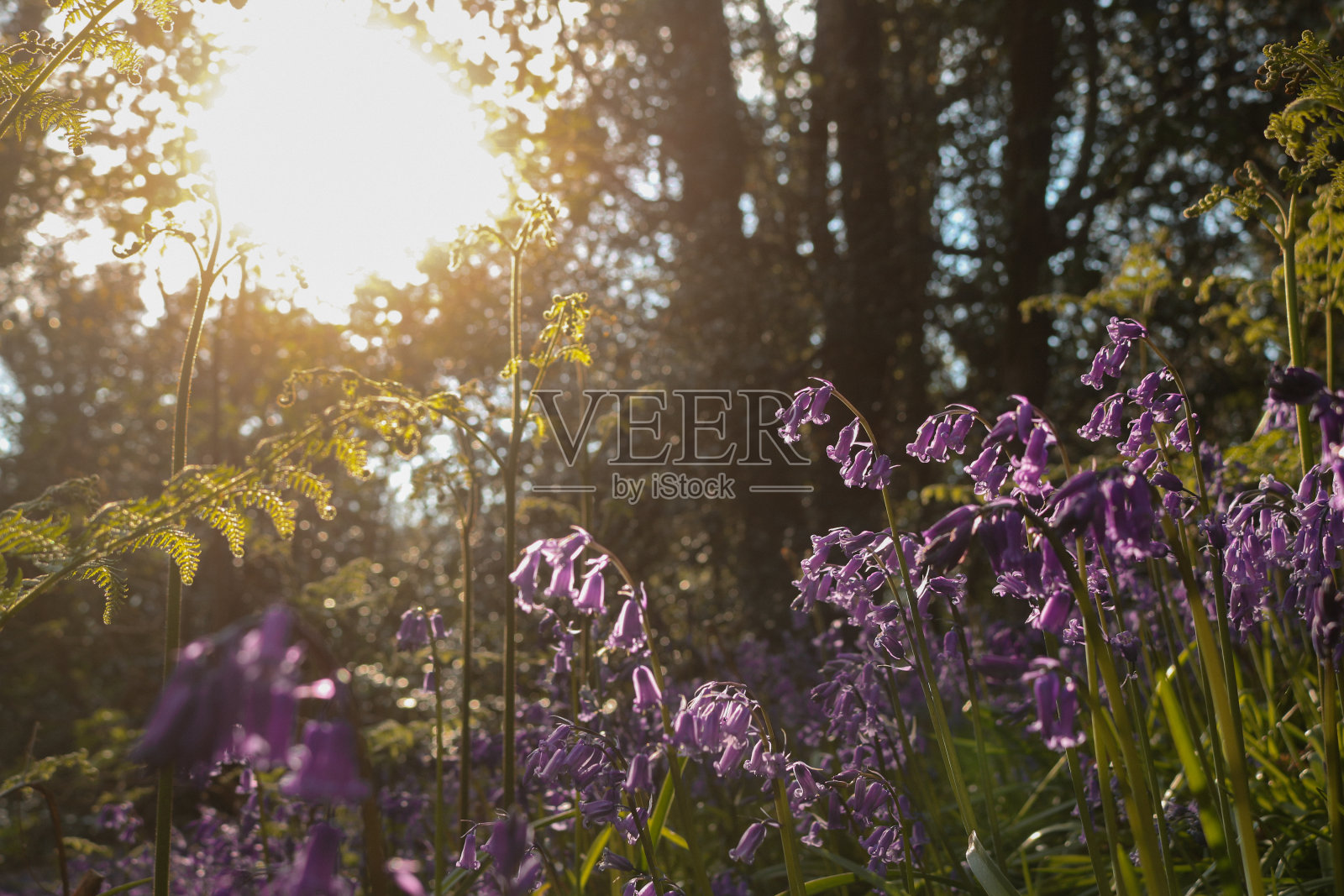 蓝铃花照片摄影图片