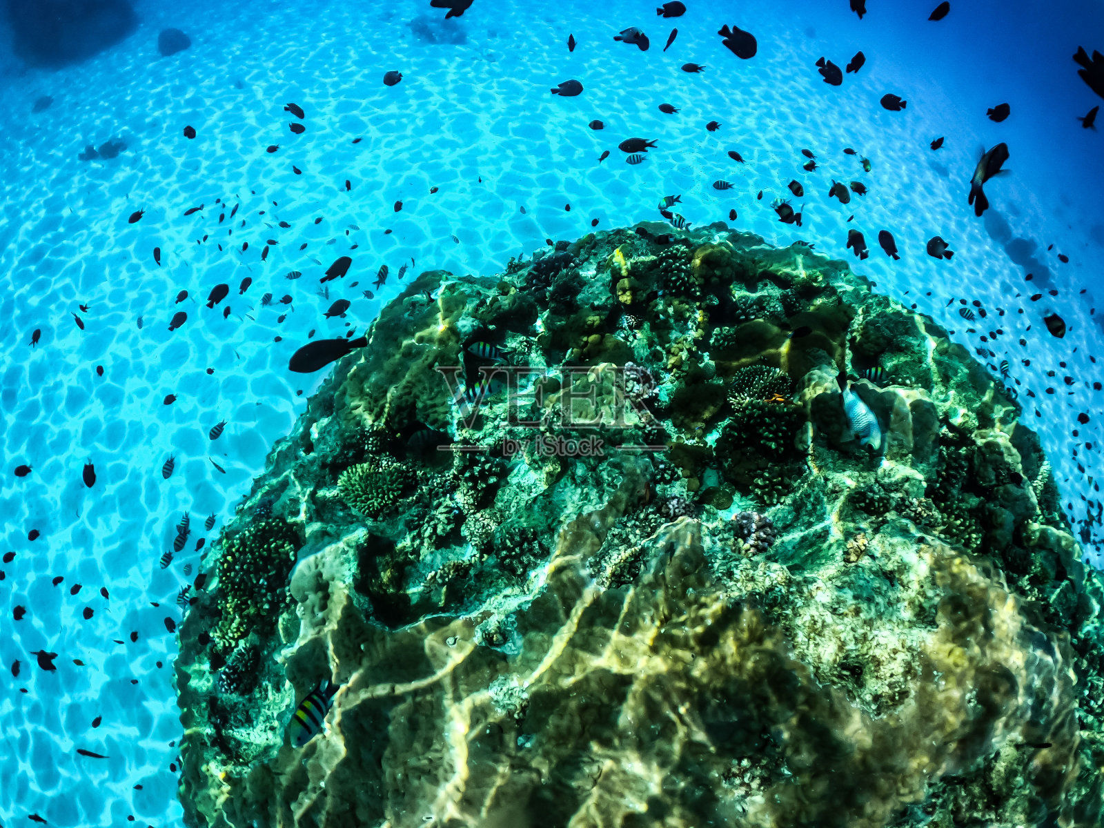 海洋珊瑚礁照片摄影图片