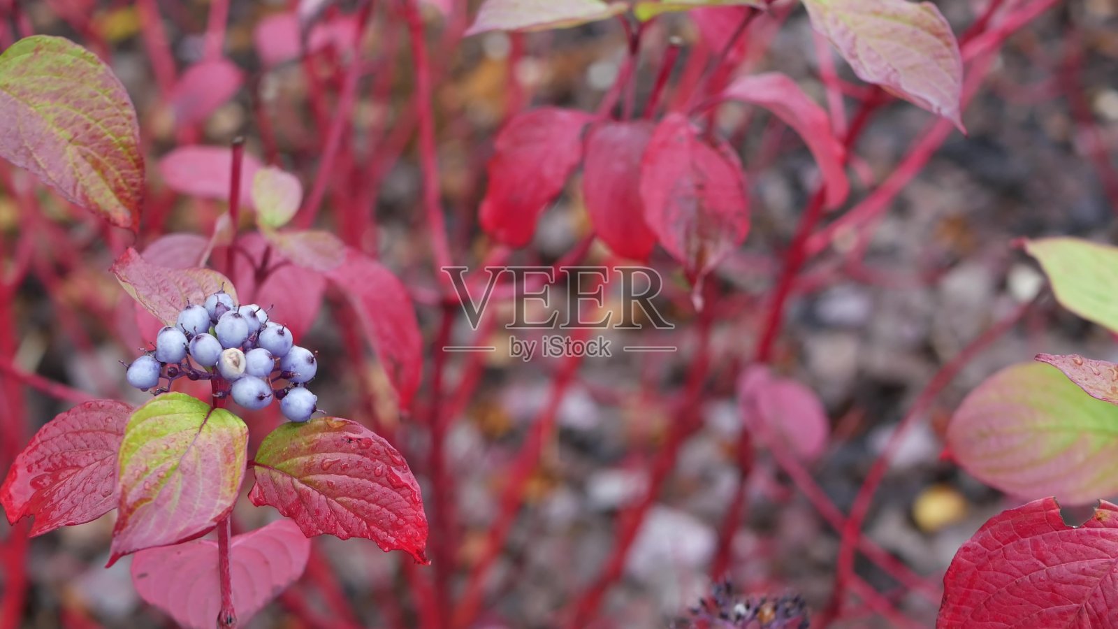 红色的秋叶，野山茱萸的落叶在森林或树林里。叶子在公园。照片摄影图片