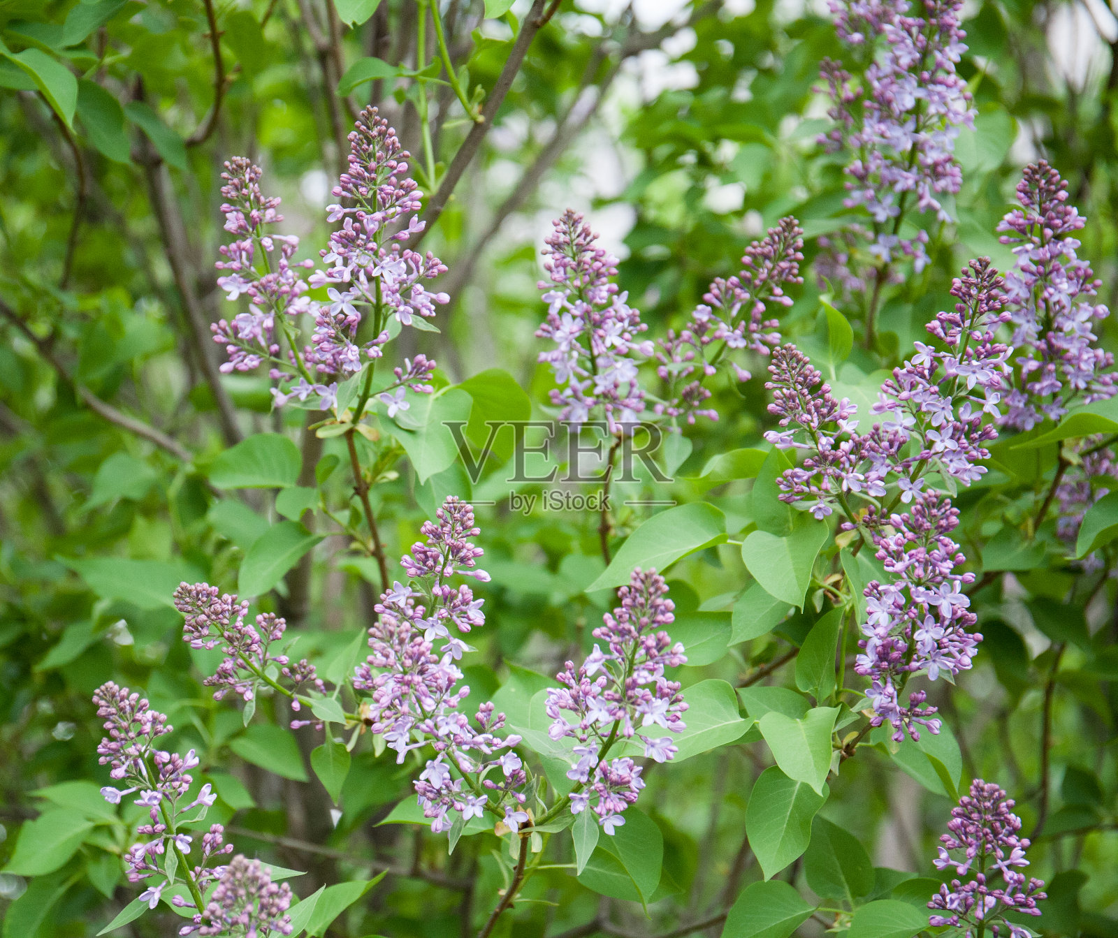 美丽的紫丁香，在春天盛开，乌克兰照片摄影图片