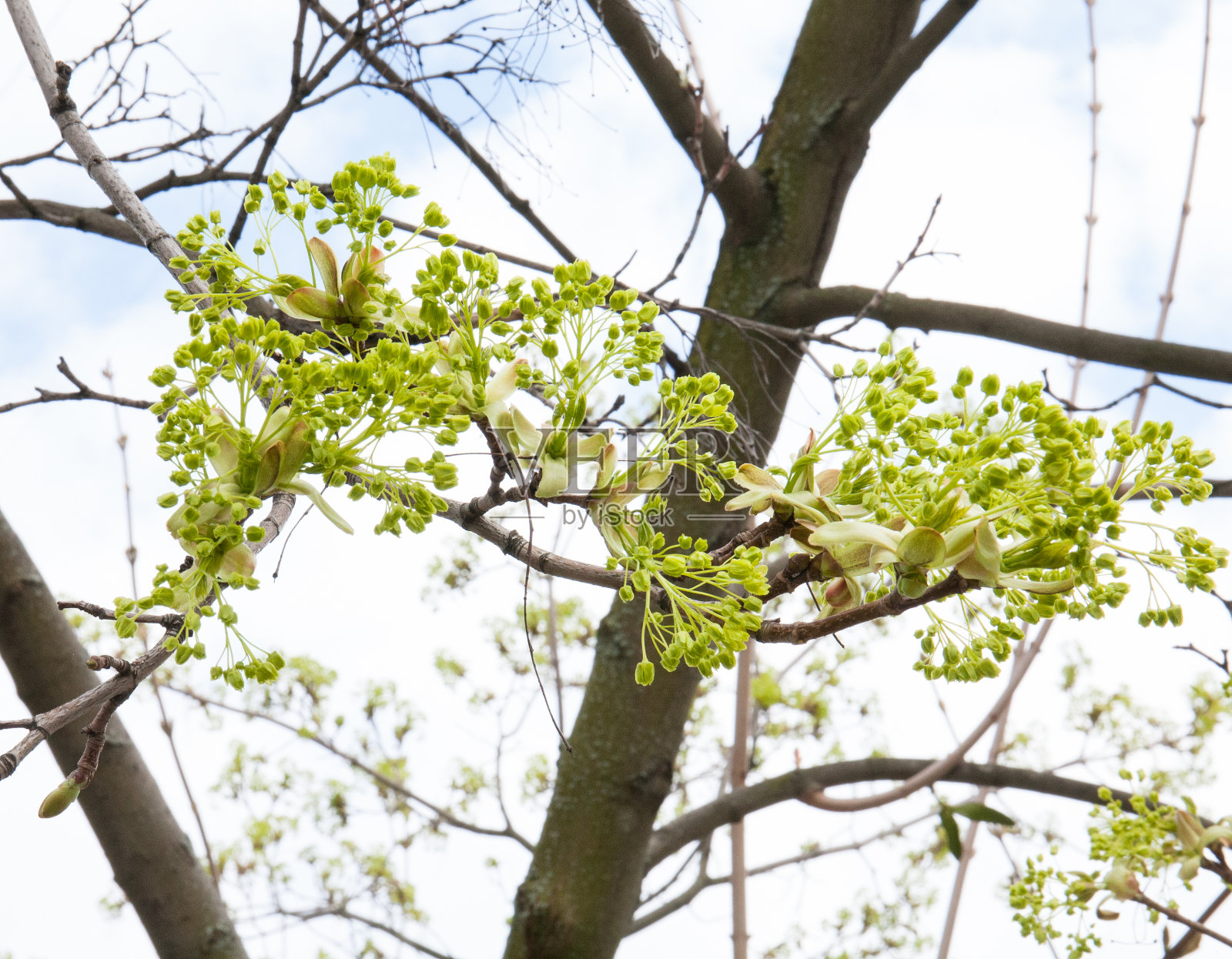 在天空中形成的枫(槭)的花序照片摄影图片