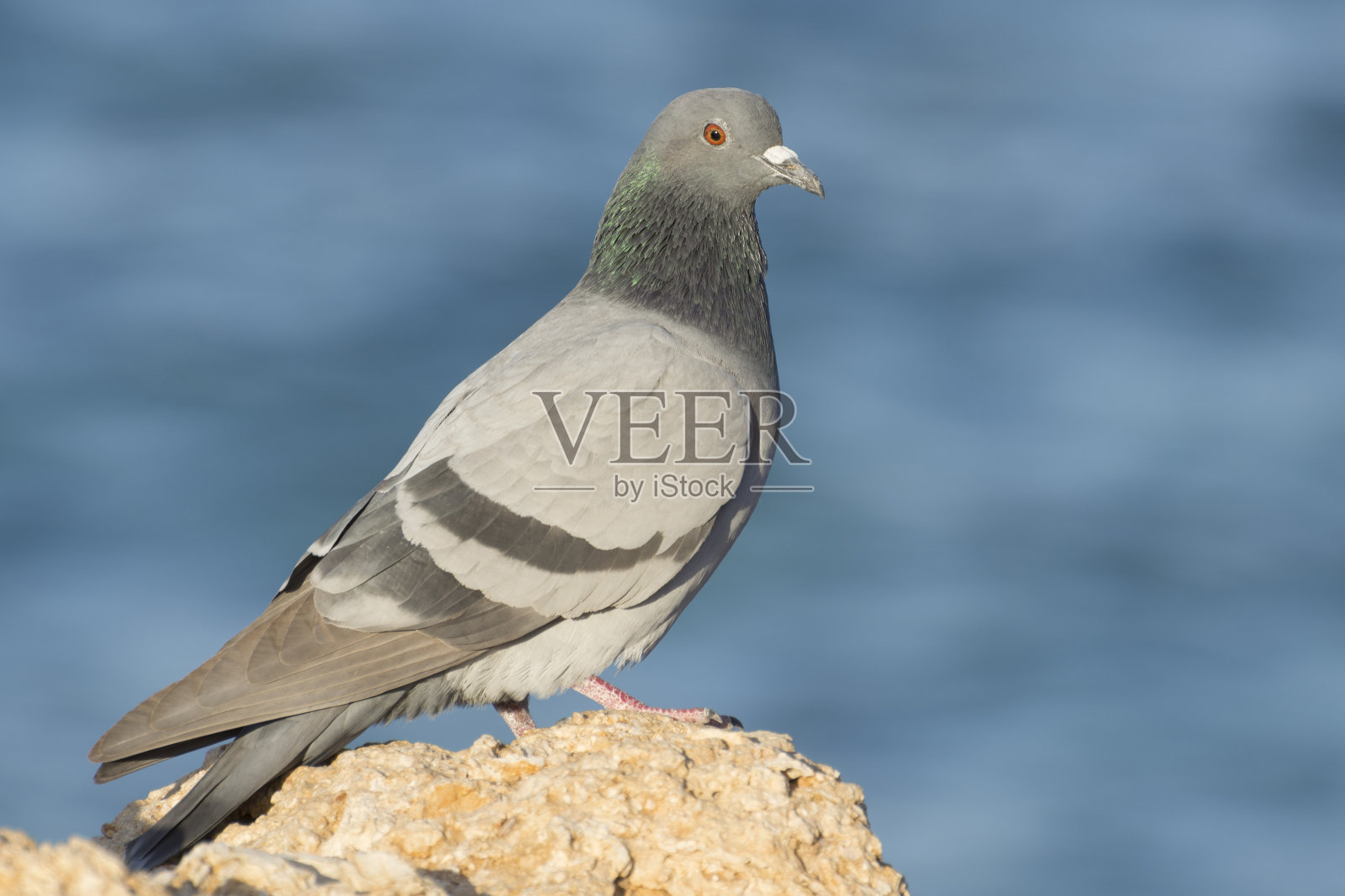 秋季候鸟迁徙。岩鸽(colba livia)坐在岩石上。柔和的蓝色背景。照片摄影图片