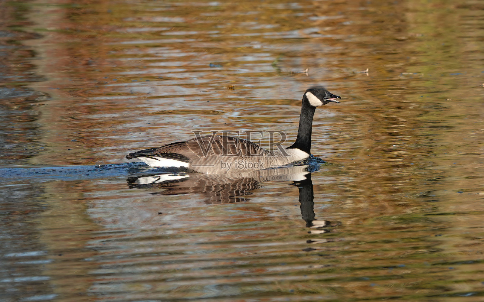 在一个阳光明媚的日子里，一只加拿大鹅在湖中游泳，反射着秋天的色彩。照片摄影图片