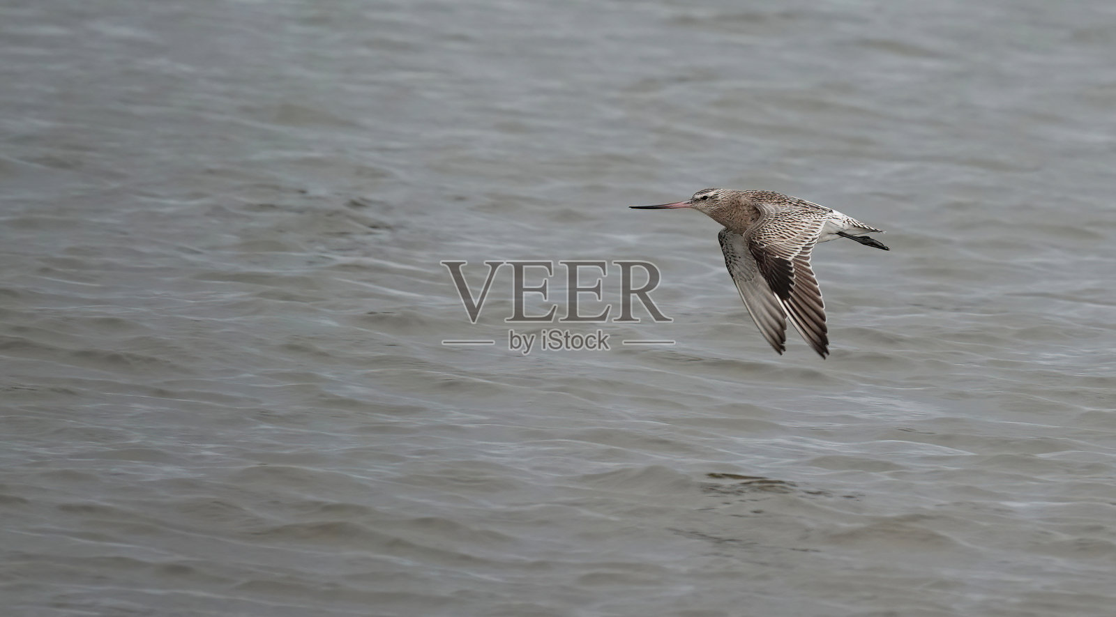 这是一只斑尾塍鹬在海洋上空飞行的美丽照片。照片摄影图片