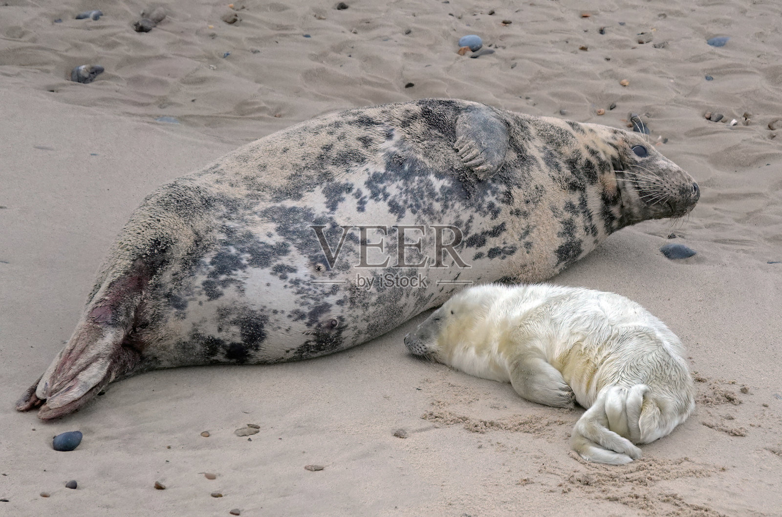 这是一只灰色的海豹妈妈和她熟睡的幼崽躺在沙滩上的可爱照片。照片摄影图片