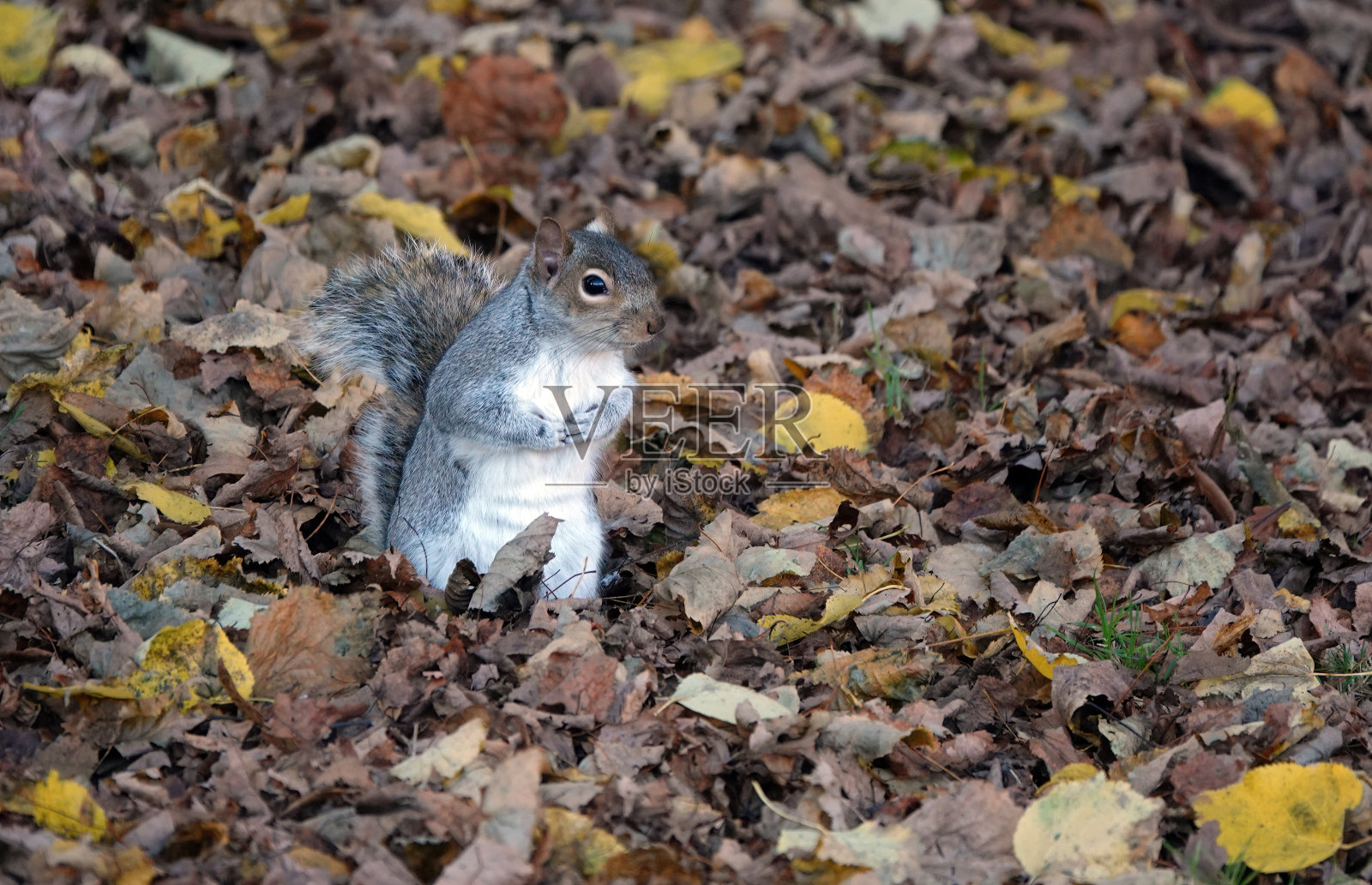 一只灰色的松鼠坐在公园里的秋叶中，非常可爱。照片摄影图片