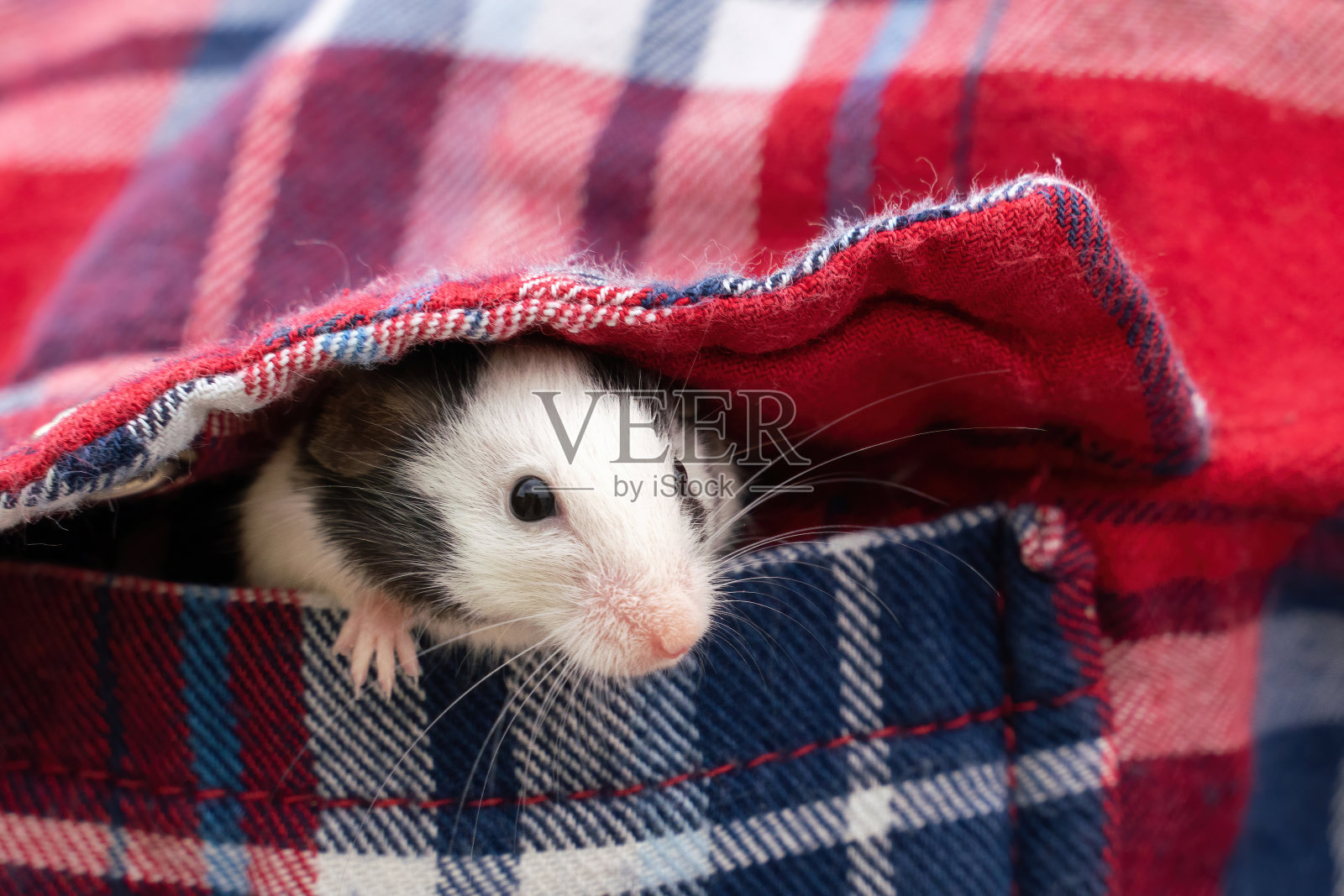 一只日本老鼠是白色的，在红色格子衬衫的口袋里有黑色的斑点。宠物照片摄影图片