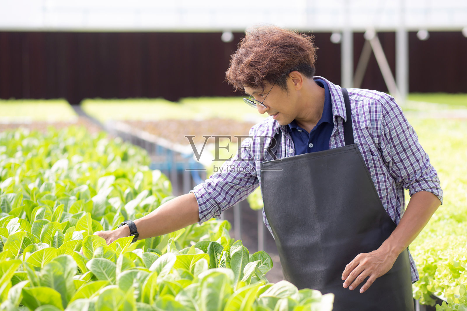 年轻的亚洲男子在水培系统蔬菜有机生菜农场工作，男性是收获农业在温室，企业家检查农田和工业在种植园，一人。照片摄影图片