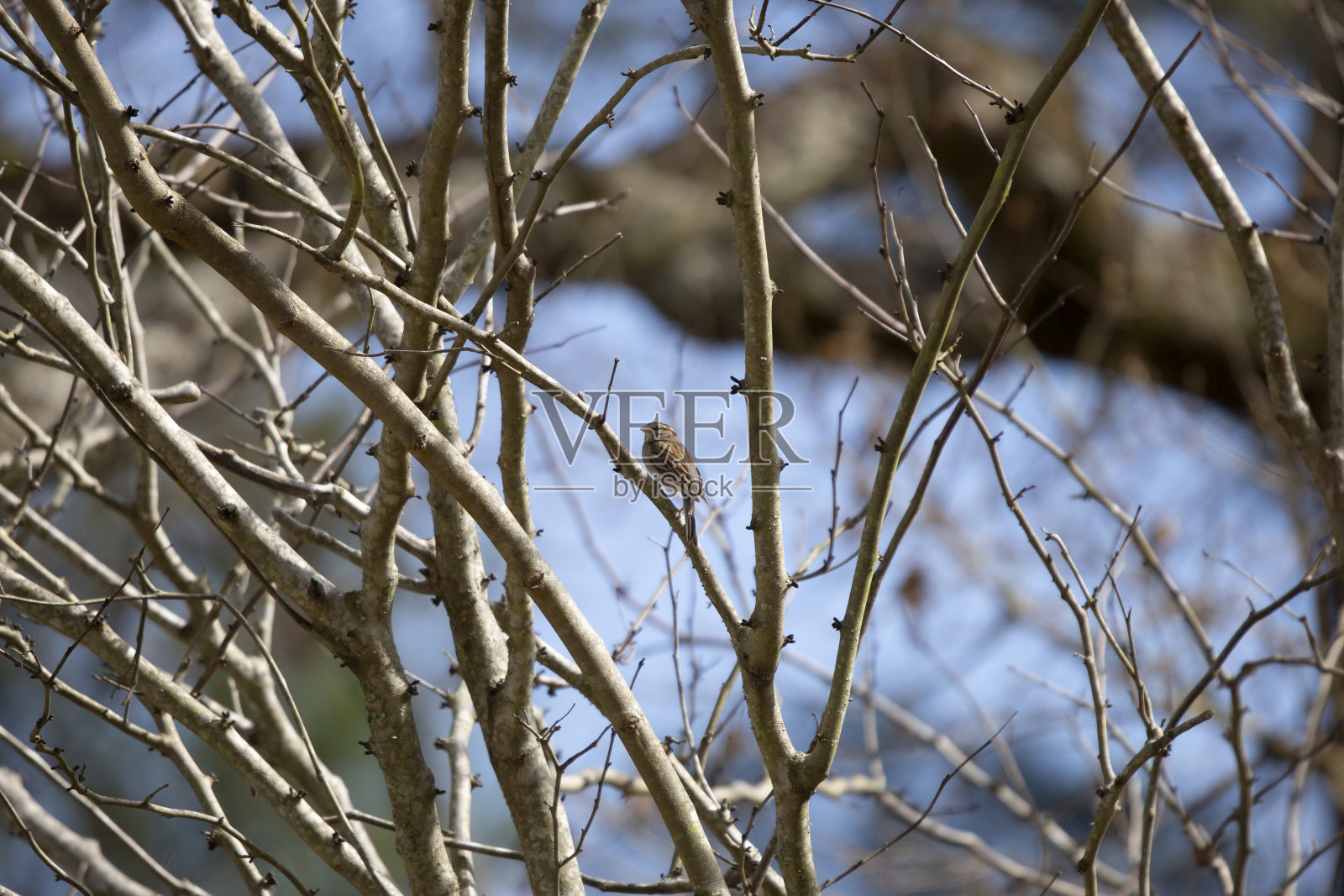 凿麻雀照片摄影图片