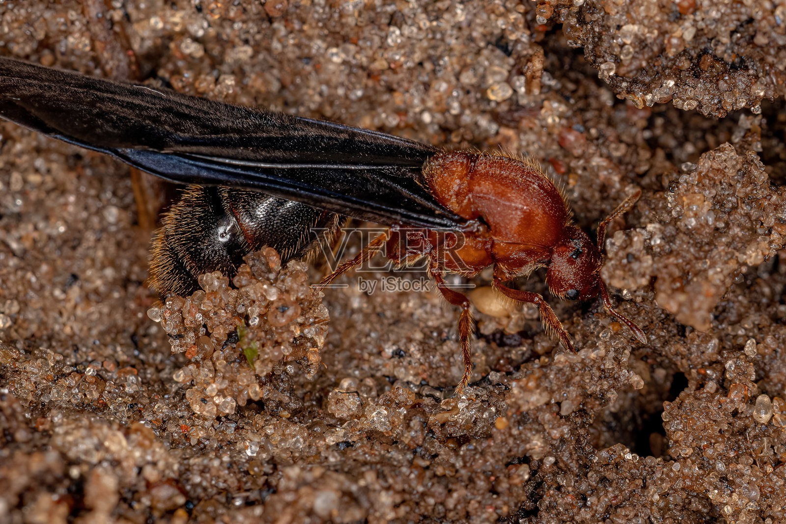 成年火蚁照片摄影图片