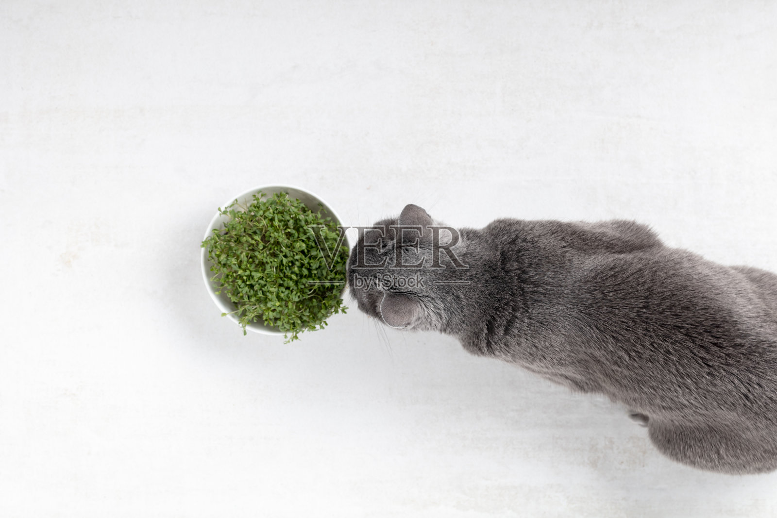 俄罗斯蓝猫躺在满是草的碗前的地板上照片摄影图片