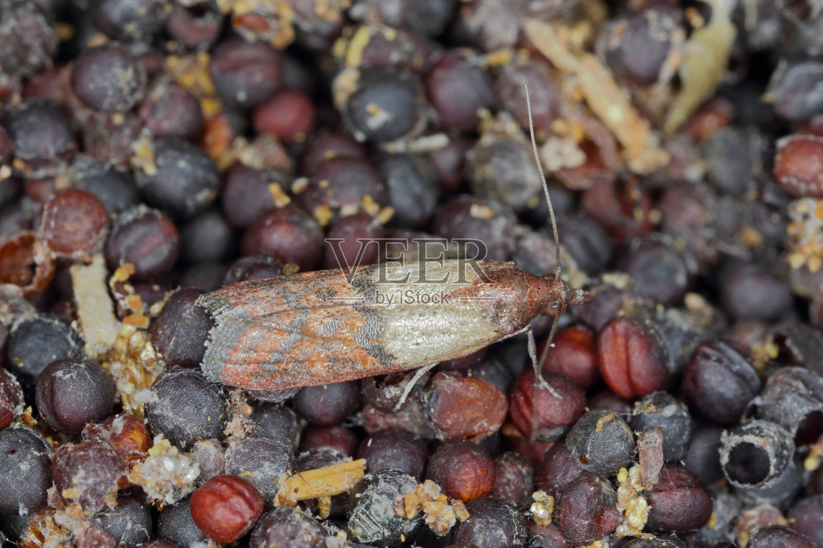 被印度粉虱损坏的油菜籽。可见的蜘蛛网，粪便，破损的谷物，蛀虫。照片摄影图片