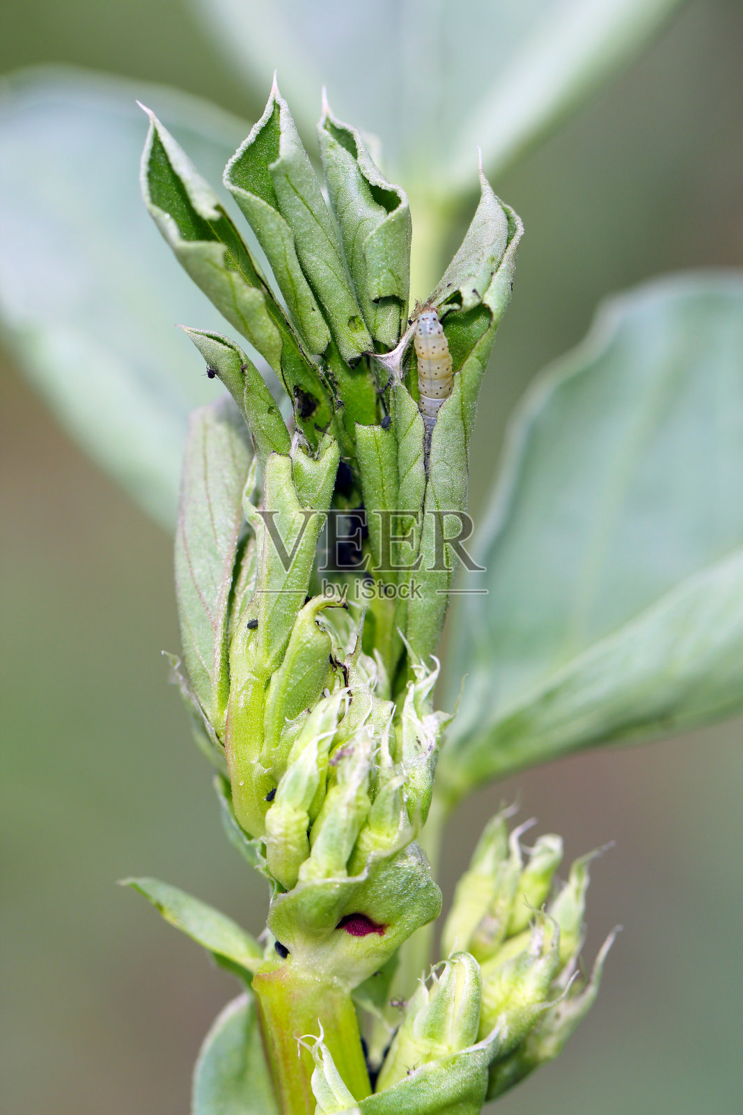 在受损的蚕豆植株上的毛虫。照片摄影图片
