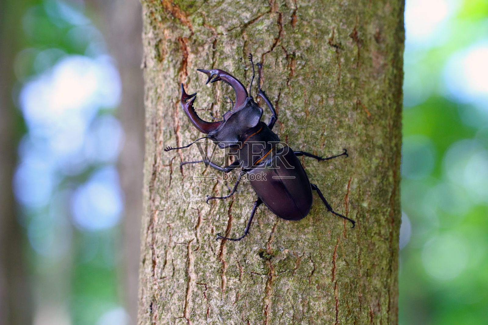 欧洲雄鹿甲虫的特写，鹿甲虫。在橡树的树干上。照片摄影图片