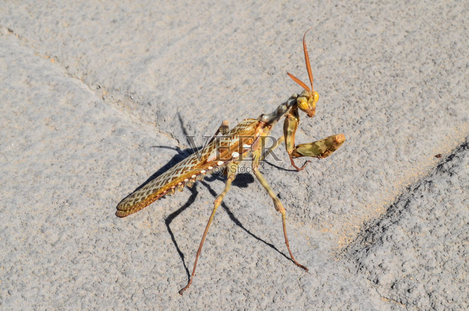 昆虫螳螂宗教性照片摄影图片