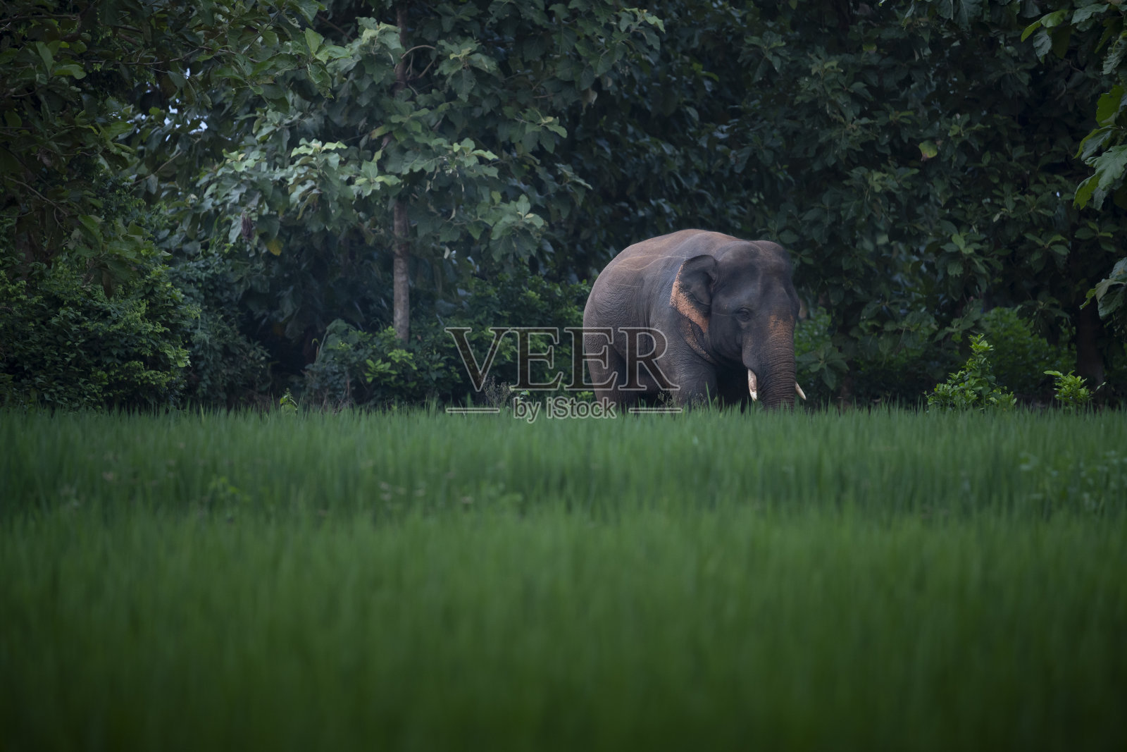 野生亚洲象照片摄影图片
