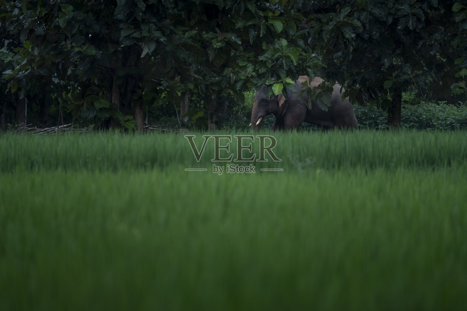 野生亚洲象照片摄影图片