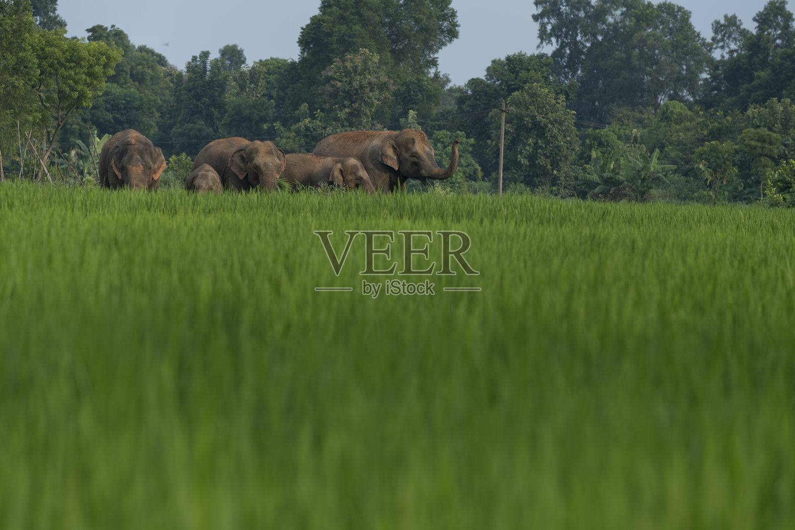 野生大象,印度照片摄影图片