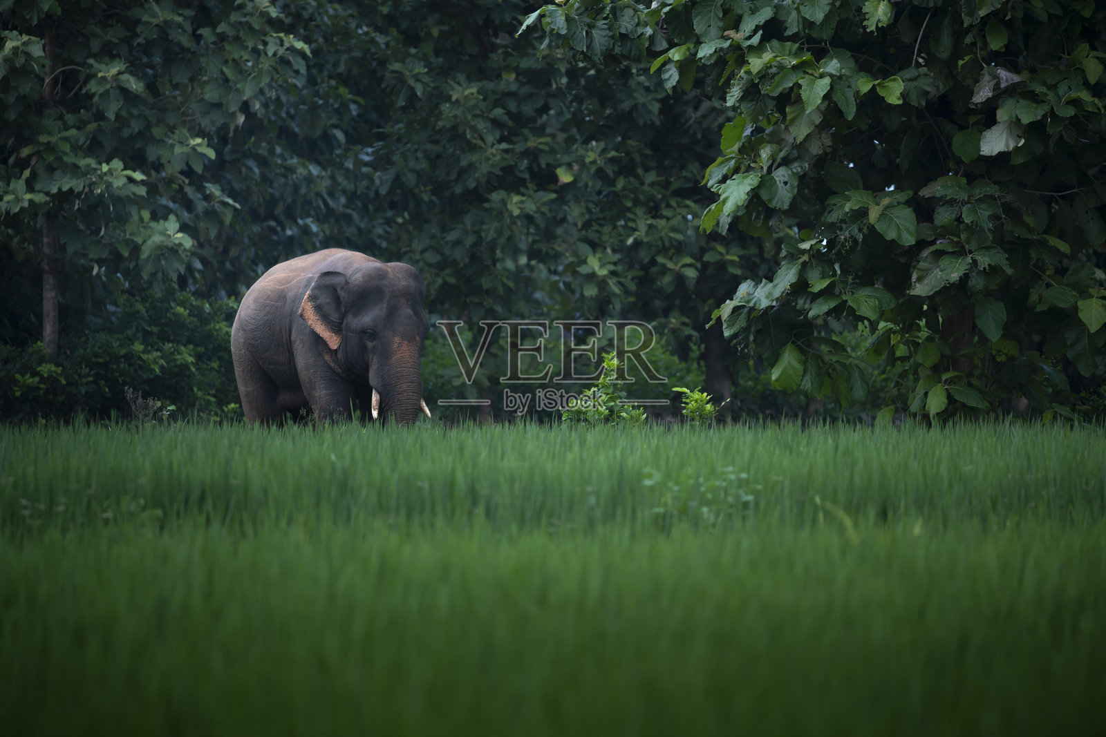 野生亚洲象照片摄影图片