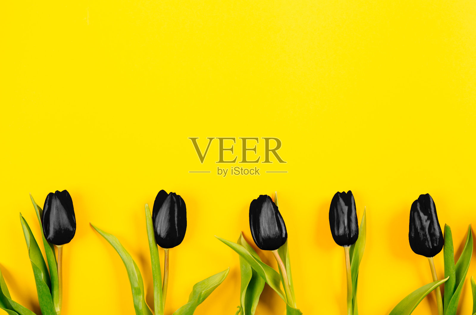 几个黑色郁金香排在亮黄色的纸背景与复制空间，文本的地方。花店广告横幅。假日明信片的布局。5花。礼券照片摄影图片