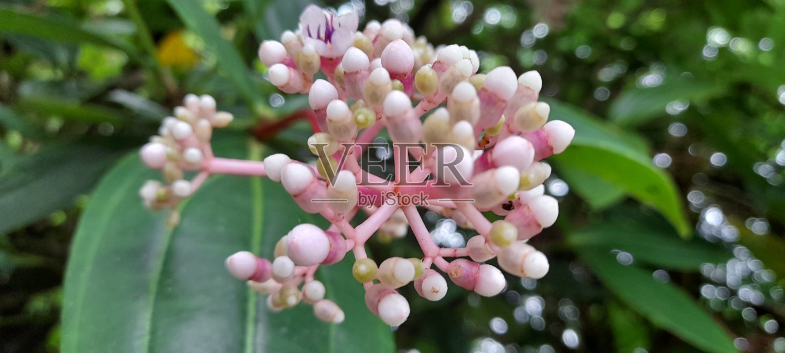 花照片摄影图片