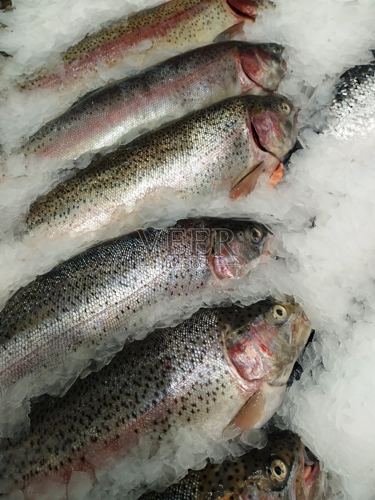 新鲜的鱼照片摄影图片