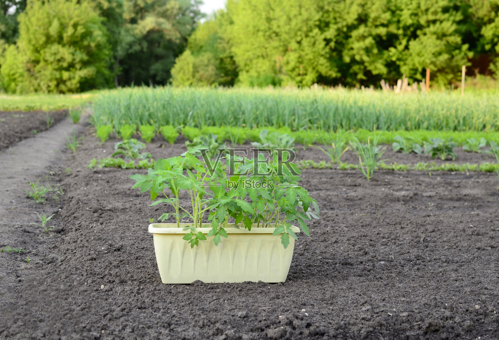 盆栽盆栽蕃茄幼苗。农业的概念。循序渐进种苗。步骤1。照片摄影图片