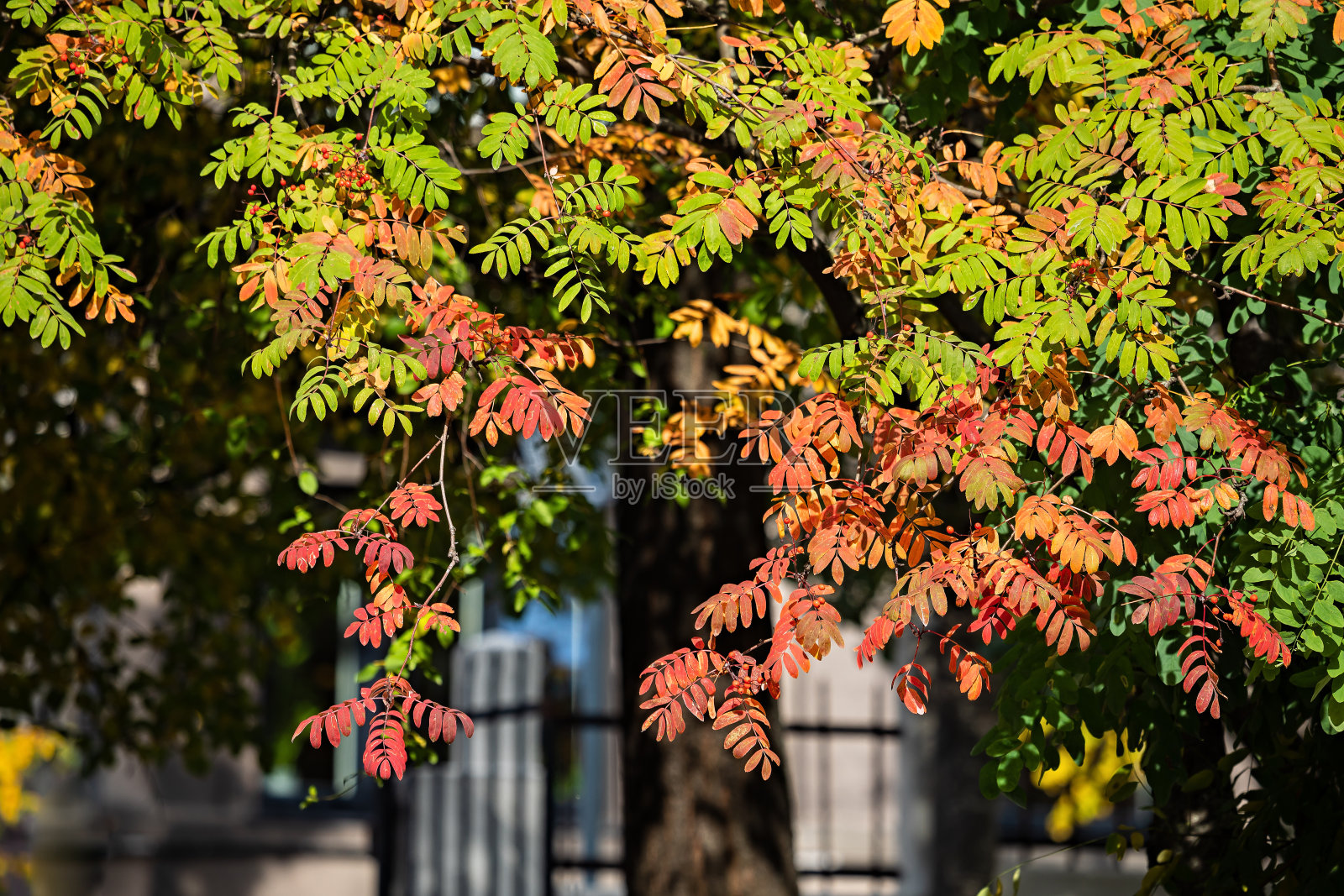 欧洲花楸(花楸花)照片摄影图片