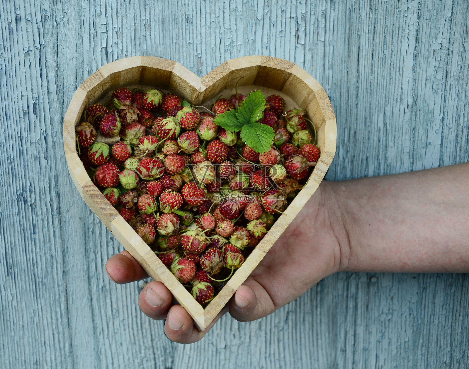 一个心形的盘子，人的手拿着野生浆果，木质背景。情人节礼物，甜点。照片摄影图片