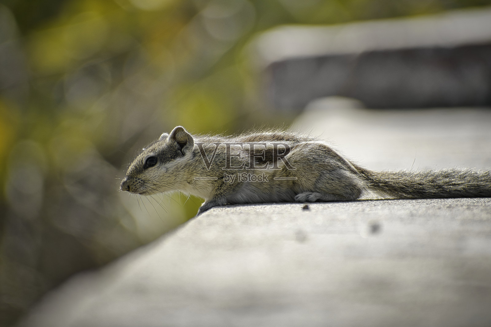印度棕榈松鼠躺在墙上。照片摄影图片