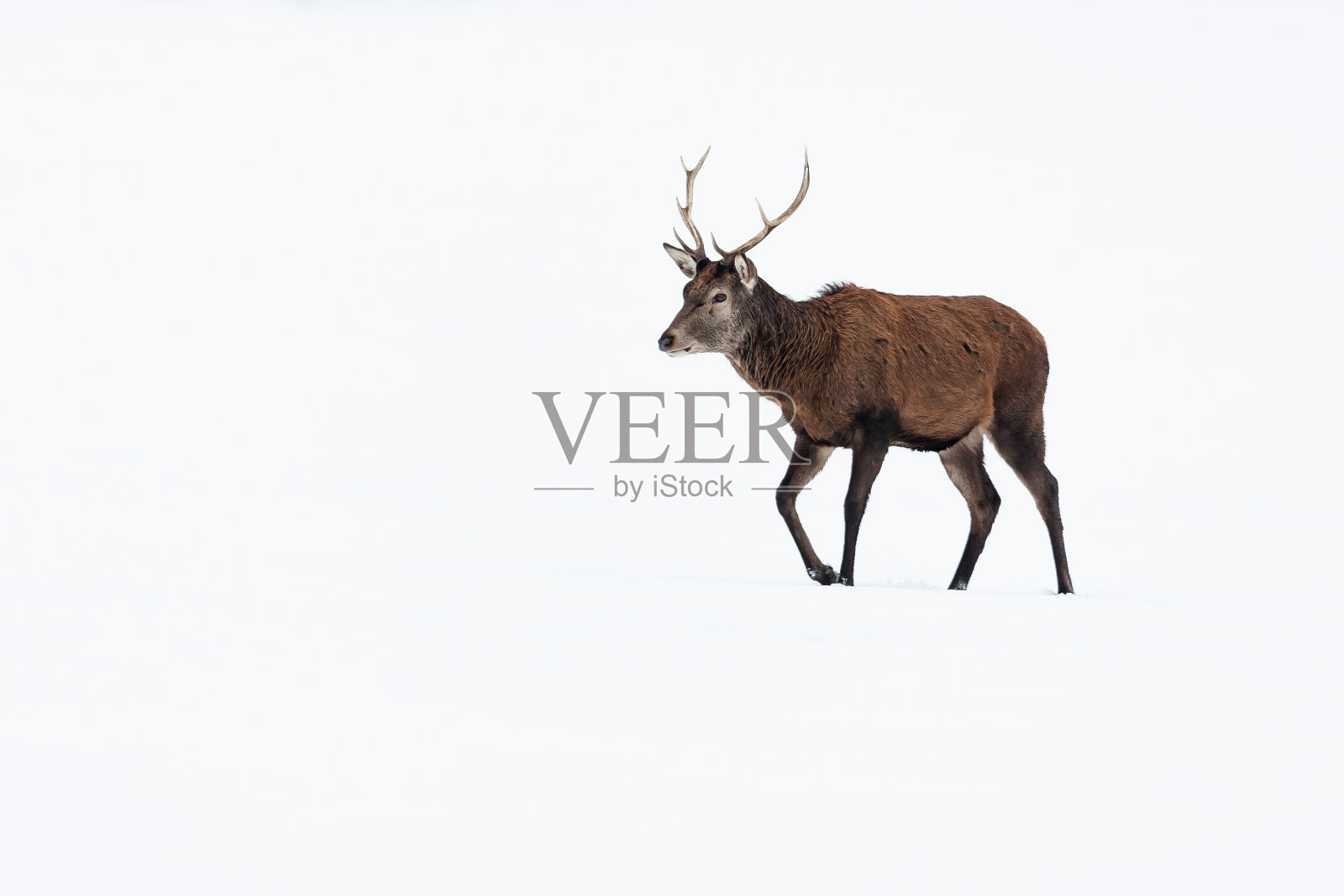 马鹿(Cervus elaphus)照片摄影图片