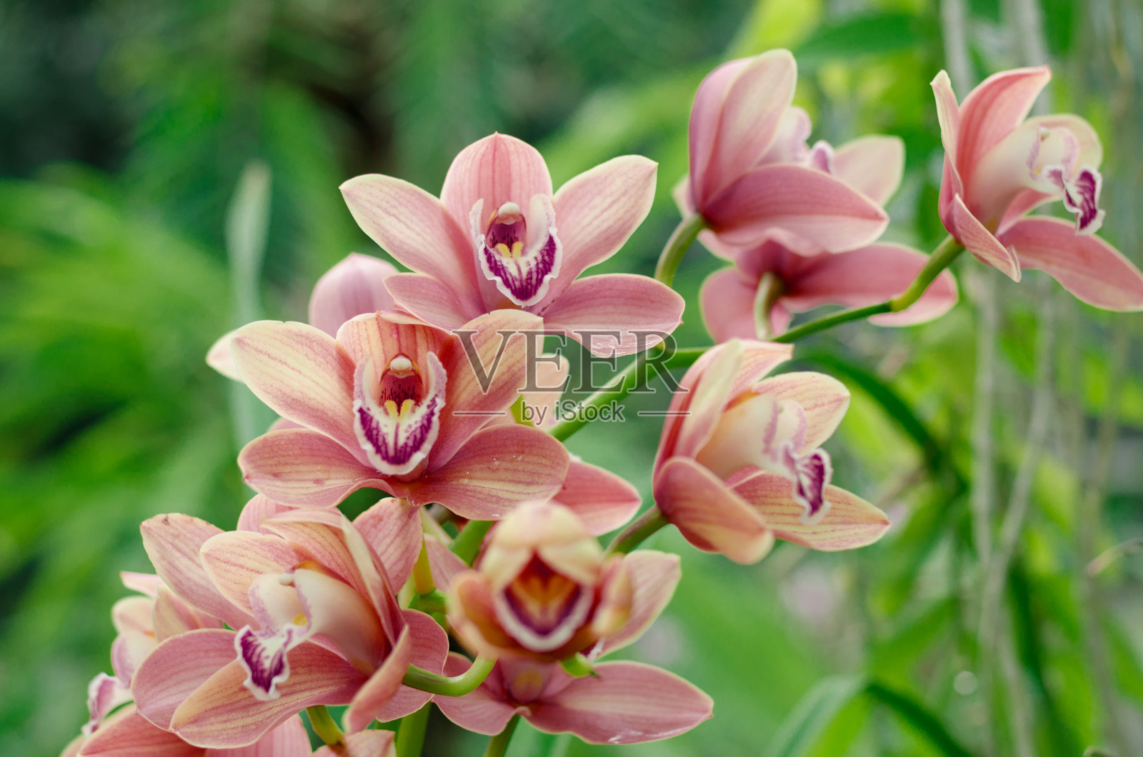 蝴蝶兰在植物温室里开花。热带植物的背景。照片摄影图片