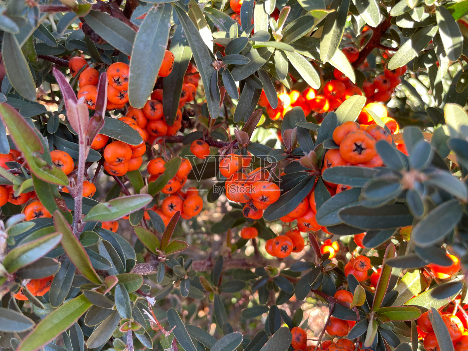 在绿色和棕色的沙棘叶子中，可以看到成熟的橙色沙棘浆果。照片摄影图片