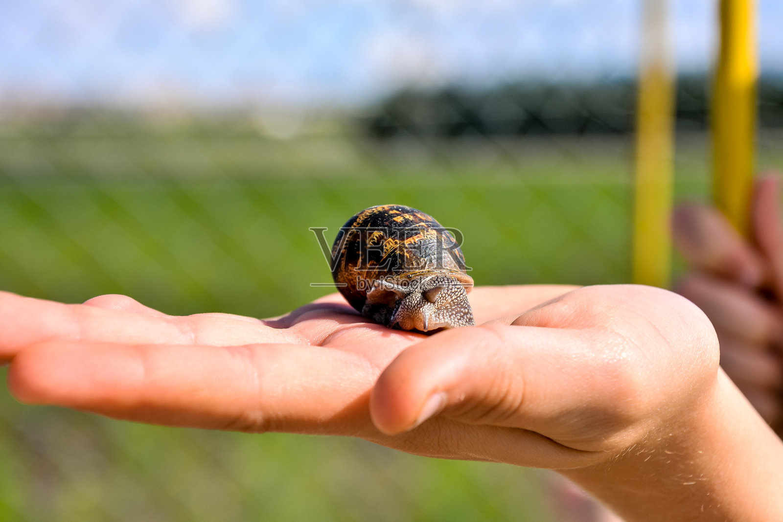 食用蜗牛食用蜗牛照片摄影图片