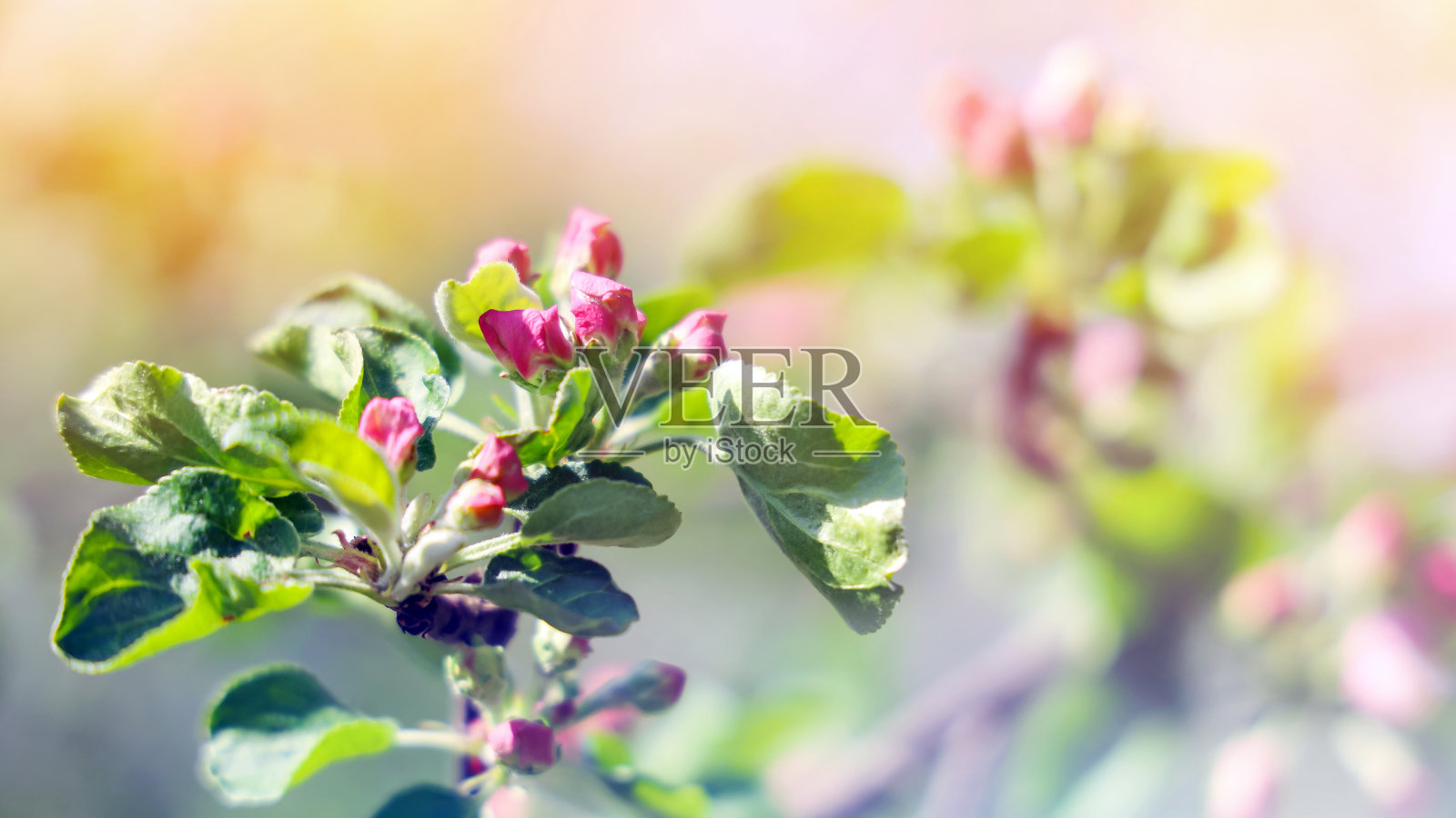 红色的苹果树芽花与叶子在阳光明媚的日子，特写美丽的背景照片摄影图片