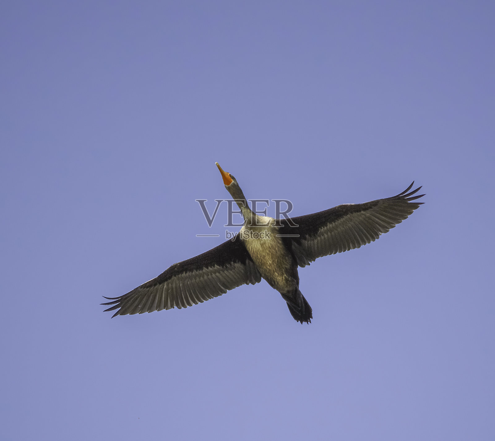 Double-crested鸬鹚照片摄影图片