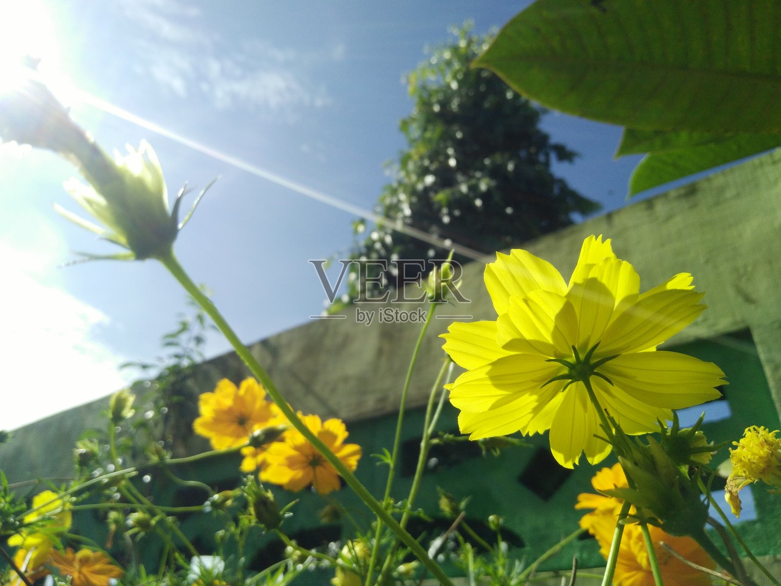 黄色的宇宙花与蓝色的天空背景在早晨照片摄影图片