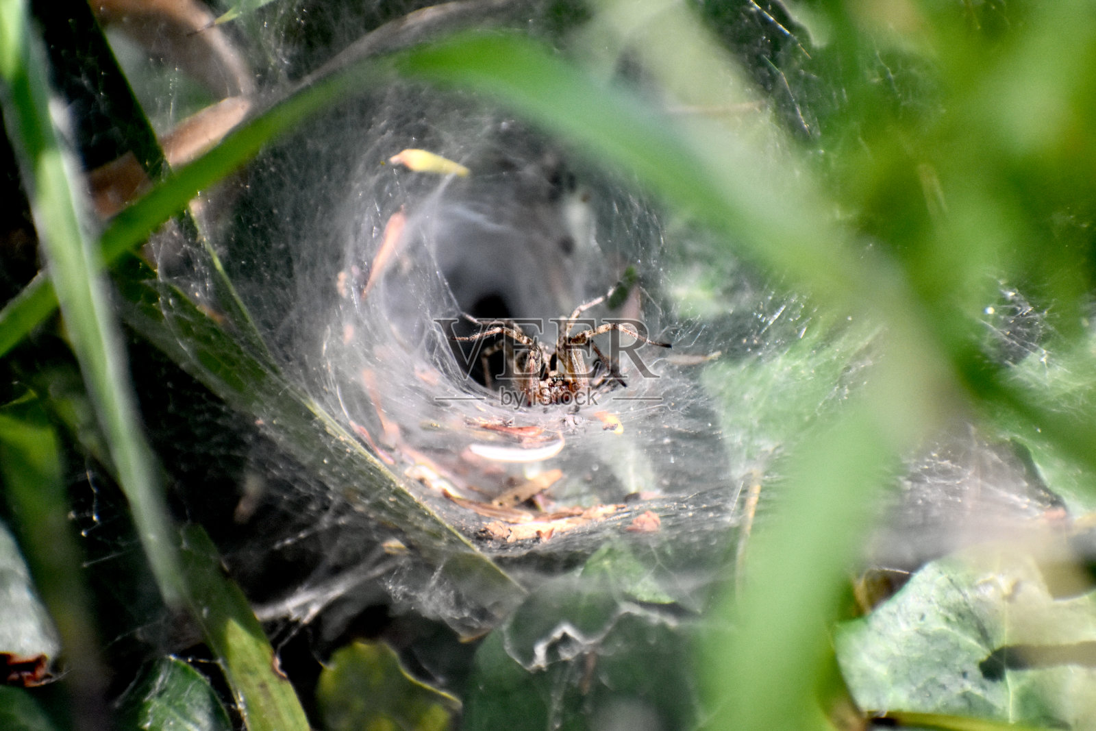 蜘蛛网照片摄影图片