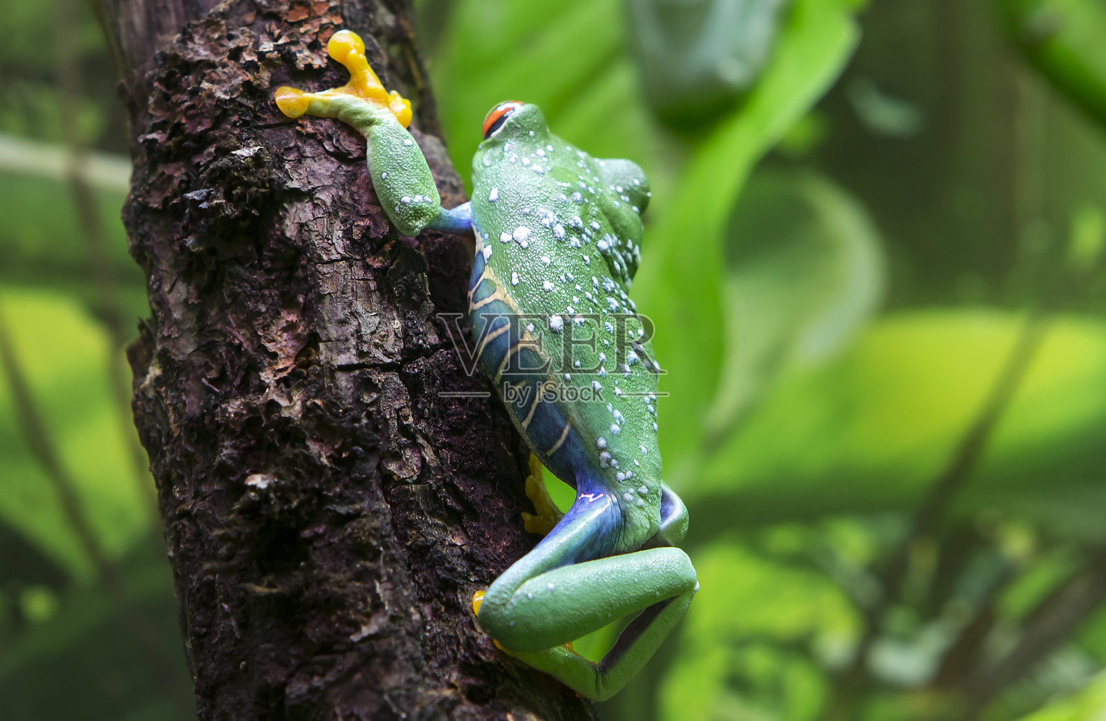 红眼树蛙。(拉丁Agalychnis callidryas)。照片摄影图片