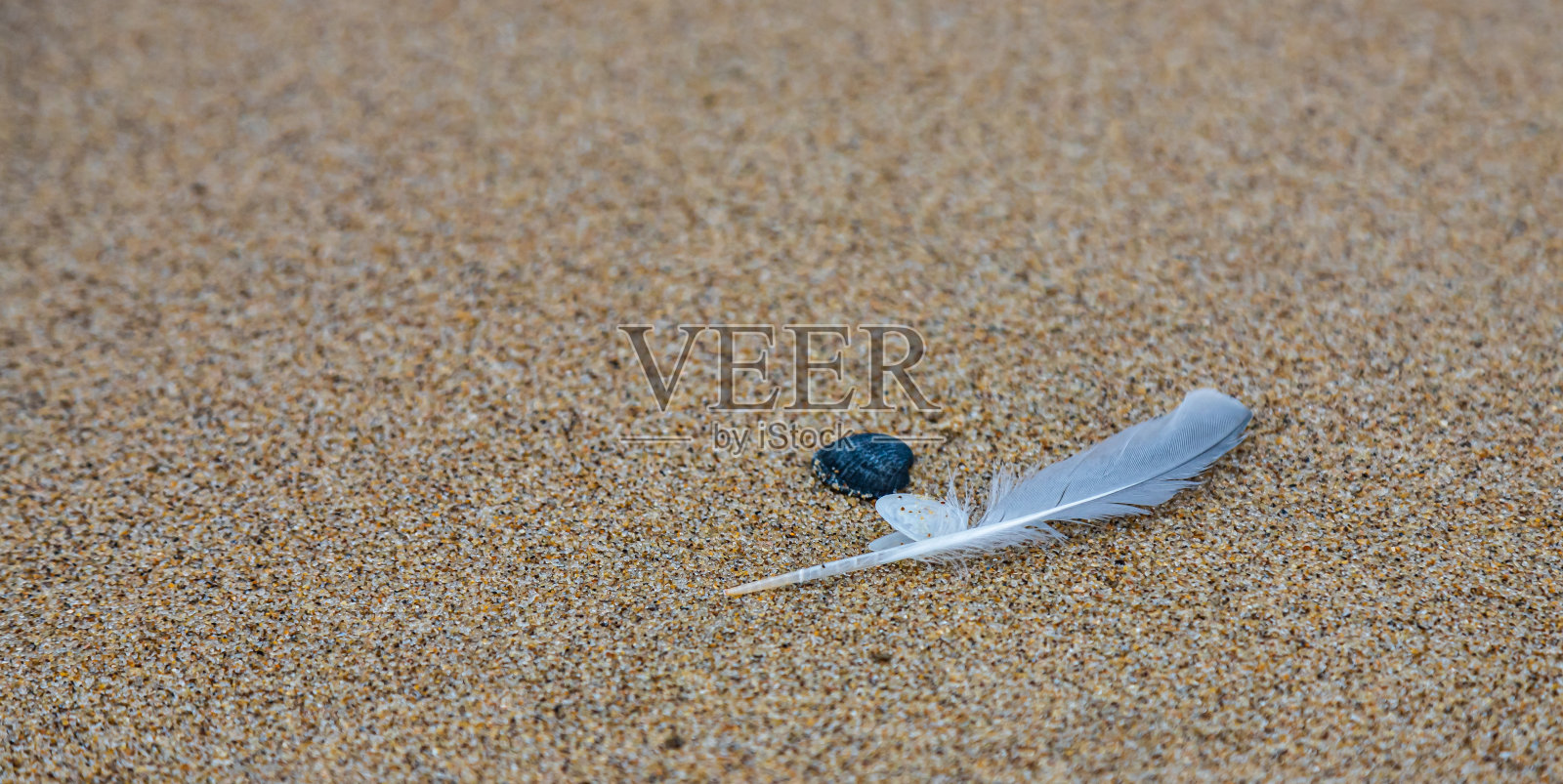 彩砂。副本的空间。前视图。平的。湿沙上一只鸟的羽毛特写照片摄影图片