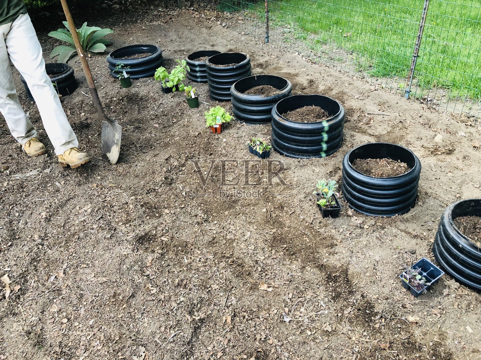 在泥土中种植蔬菜，秧苗排成一行，男人的腿在工作靴和铲子照片摄影图片