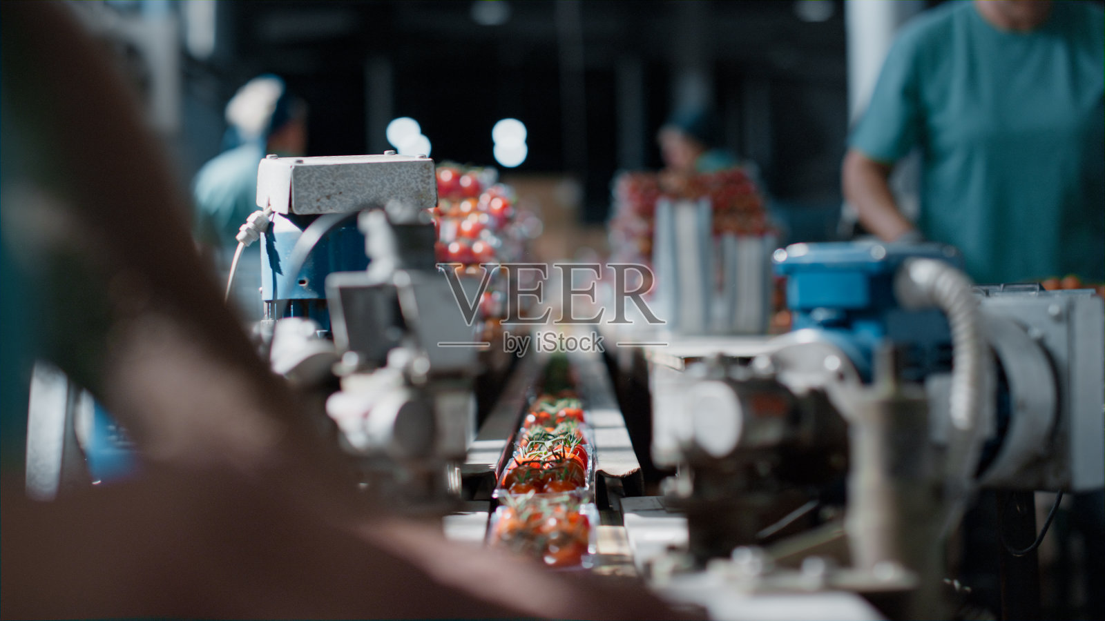 工厂工人包装西红柿技术园艺仓库特写照片摄影图片